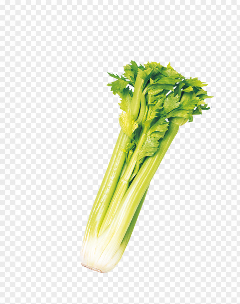 Beautiful Vegetables Celery Chard Icon PNG