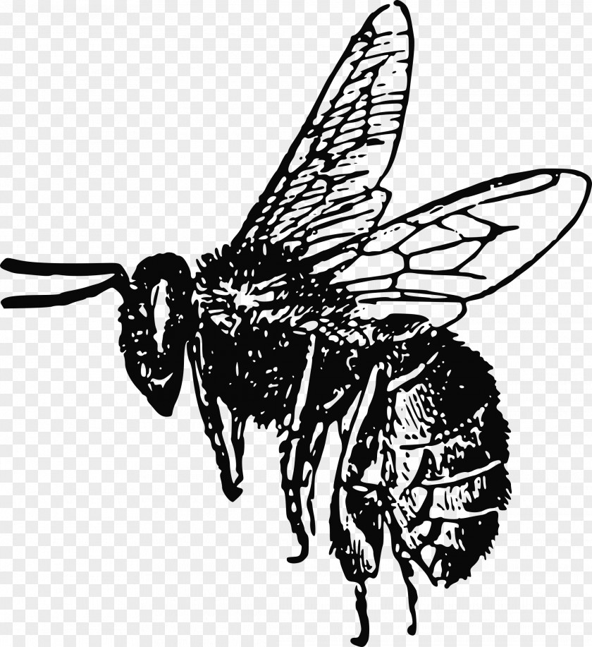 Beehive Bumblebee Insect Flight Drawing PNG