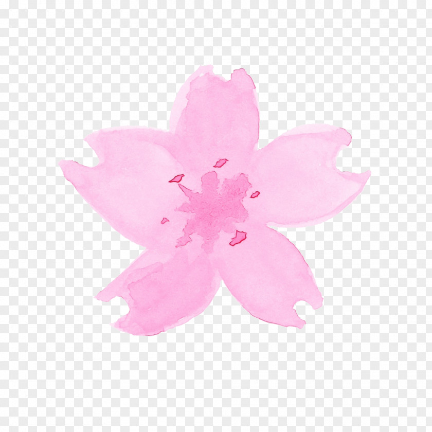 Cherry Blossom PNG