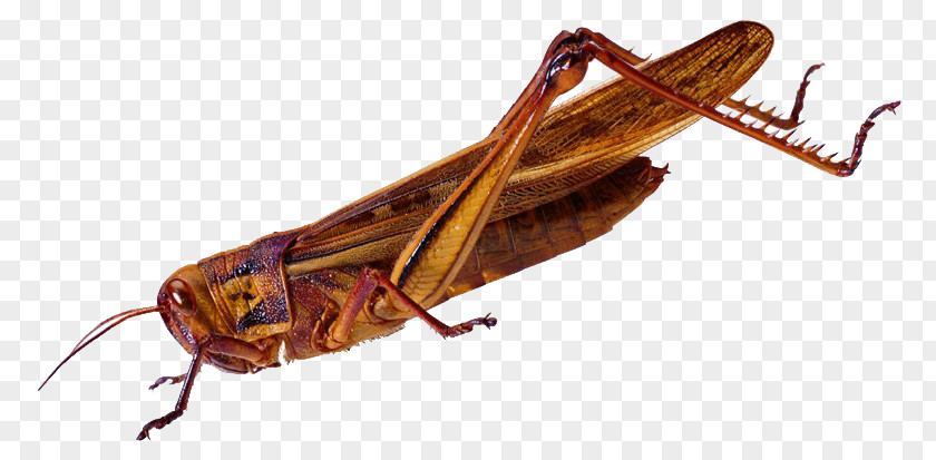 Grasshopper Insect Caelifera Locust PNG
