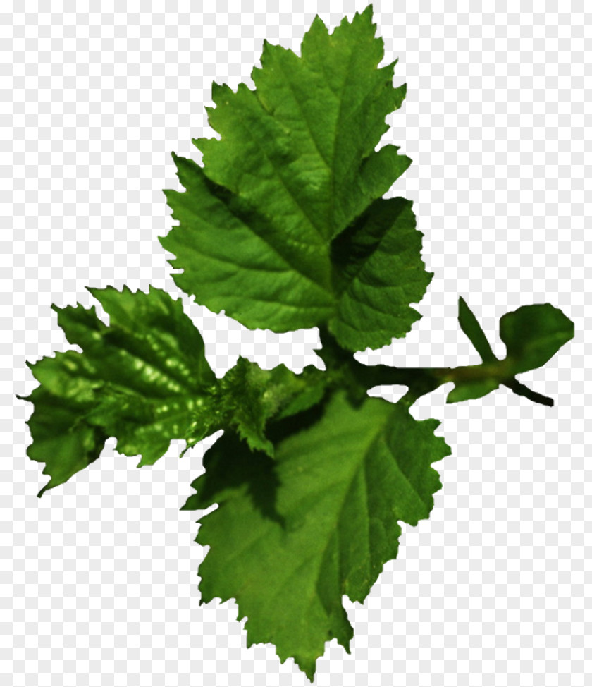 Leaf Tree Adrenal Gland Plant Varenye PNG