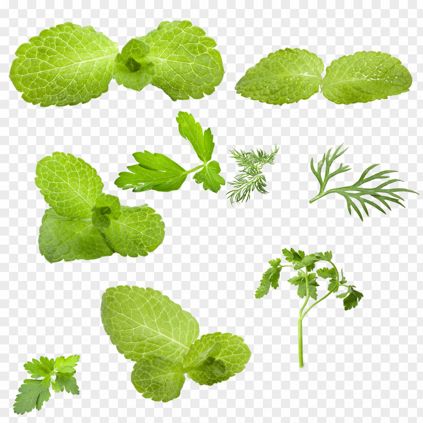 Mint Leaf Mentha Spicata Green Vegetable PNG