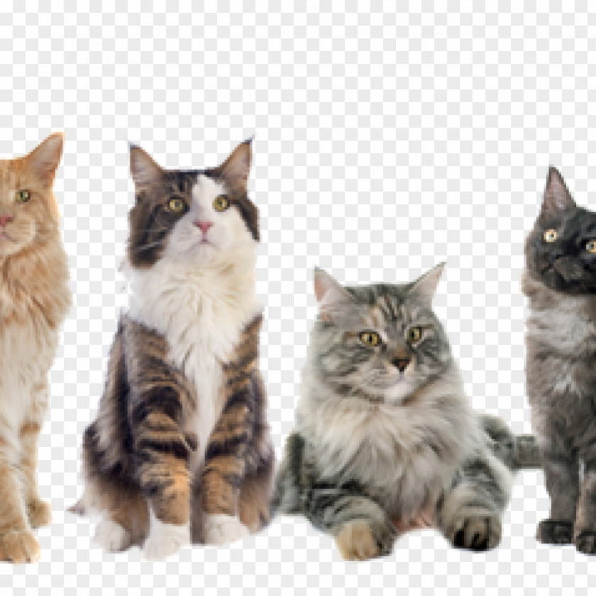 Raccoon Maine Coon Bengal Cat Bernese Mountain Dog PNG