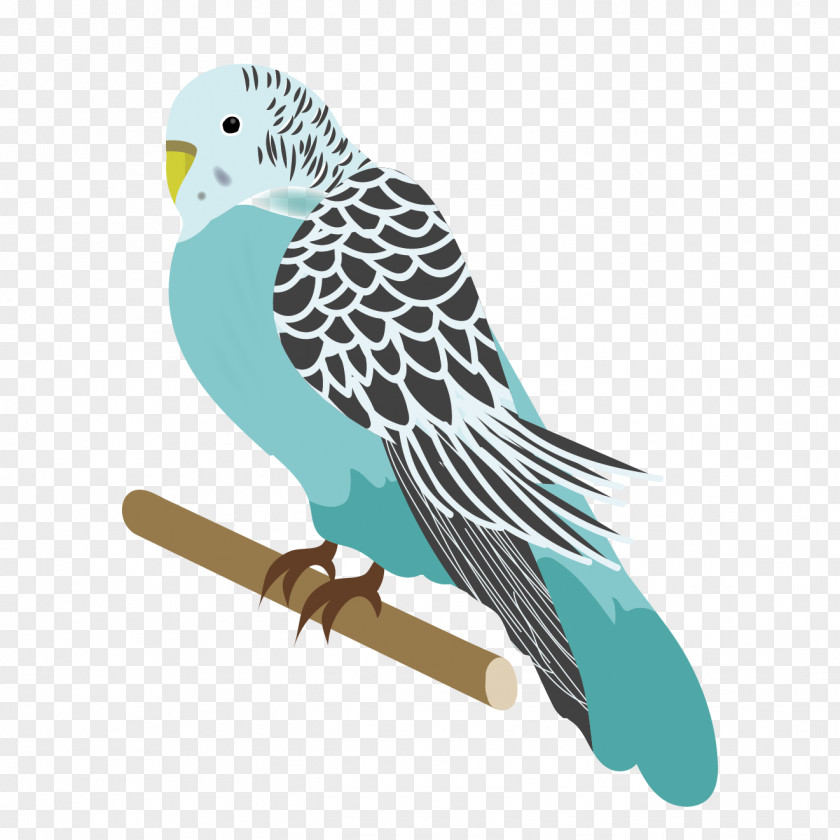 Budgerigar Bird Parrots Parakeet Illustration PNG
