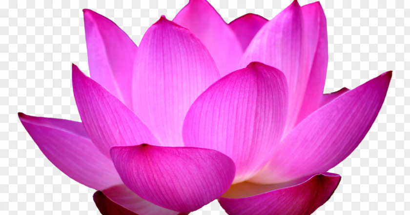 Flower Sacred Lotus Clip Art Image Desktop Wallpaper PNG