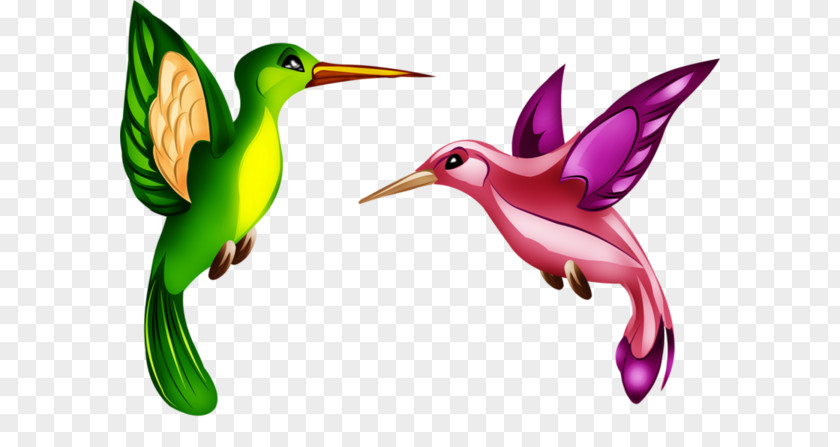 Hummingbird Paint Clip Art Fauna M Beak PNG