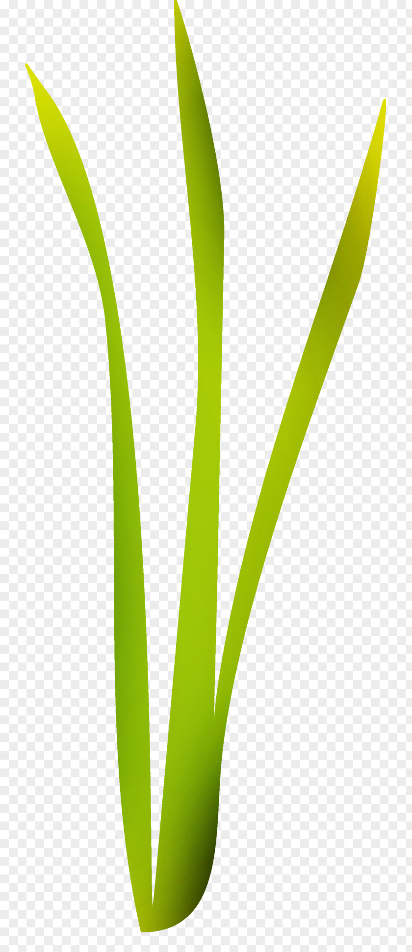 Leaf Graphics Plant Stem Grasses Flower PNG