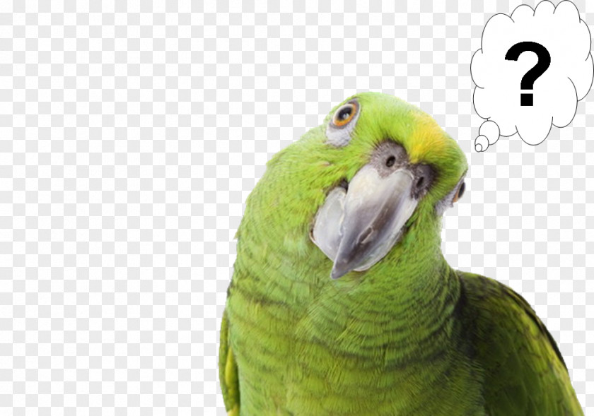 Parrot Pirate Bird Yellow-naped Amazon Pet PNG