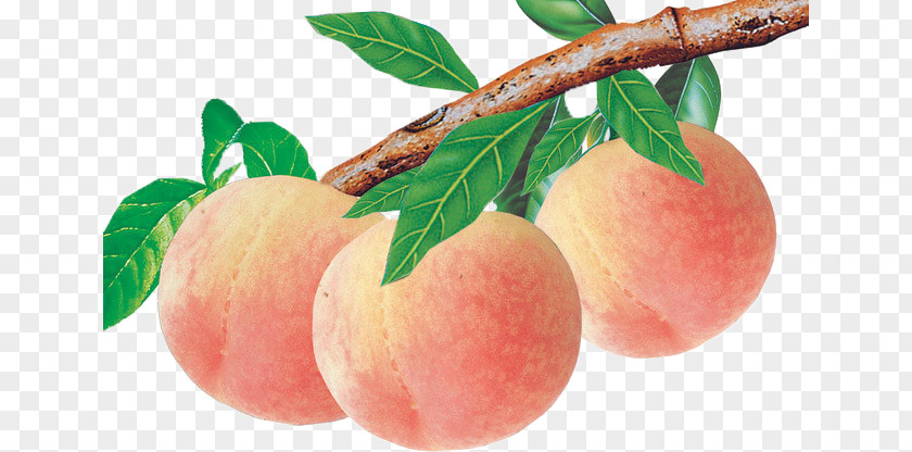 Peach Nectarine Auglis Food Fruit Avocado PNG