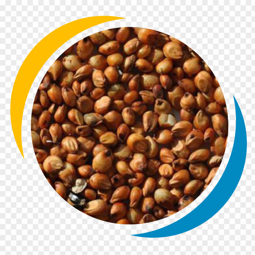 Proso Millet Cereal Sorghum Grauds Seed PNG
