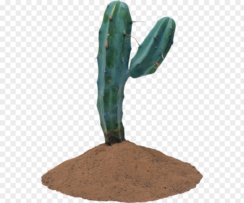 Cactus JPEG Clip Art Succulent Plant PNG