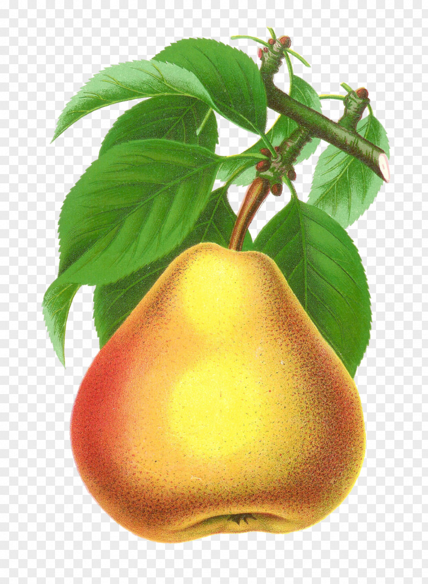 Pear Pomona Britannica Fruit Tree Clip Art PNG