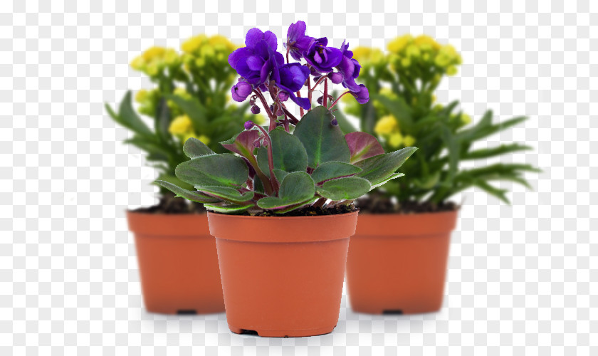Perennial Plant Southampton Sight Flowerpot Visual Perception Charitable Organization Vision Loss PNG