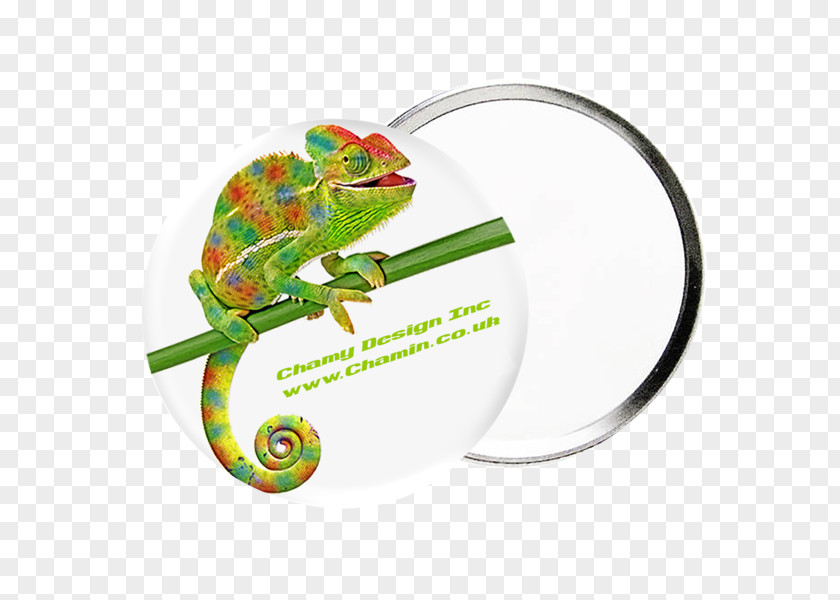 Promotional Panels Chameleons Real World Psychology Reptile Iguanomorpha Animal PNG