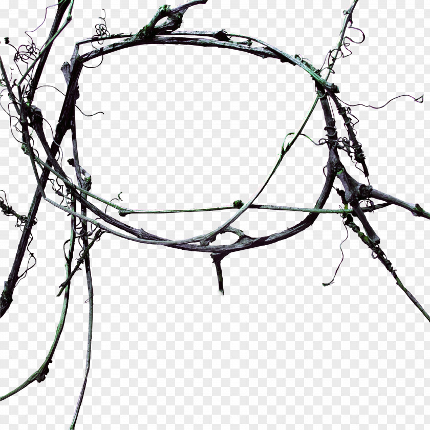 Deadwood Tree Ring Google Images PNG