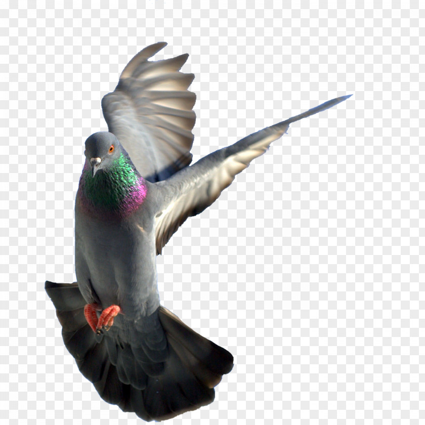 Pigeon Pictures Rock Dove Columbidae Bird PNG
