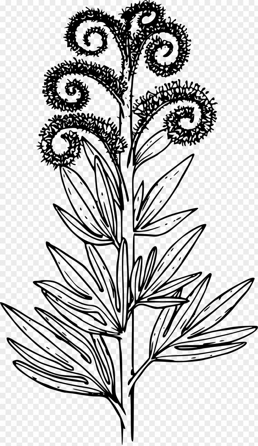 Tall Phacelia Procera Sericea Drawing Coloring Book PNG