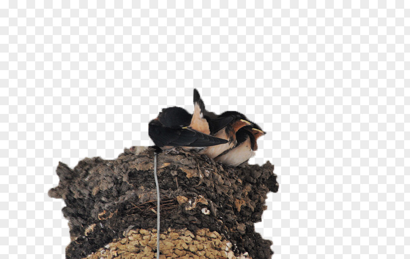 Big Bird's Nest Swallows Edible Birds PNG