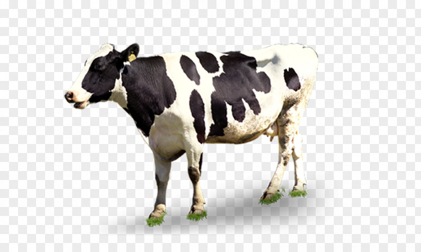 Dairy Cow Cattle Milk PNG