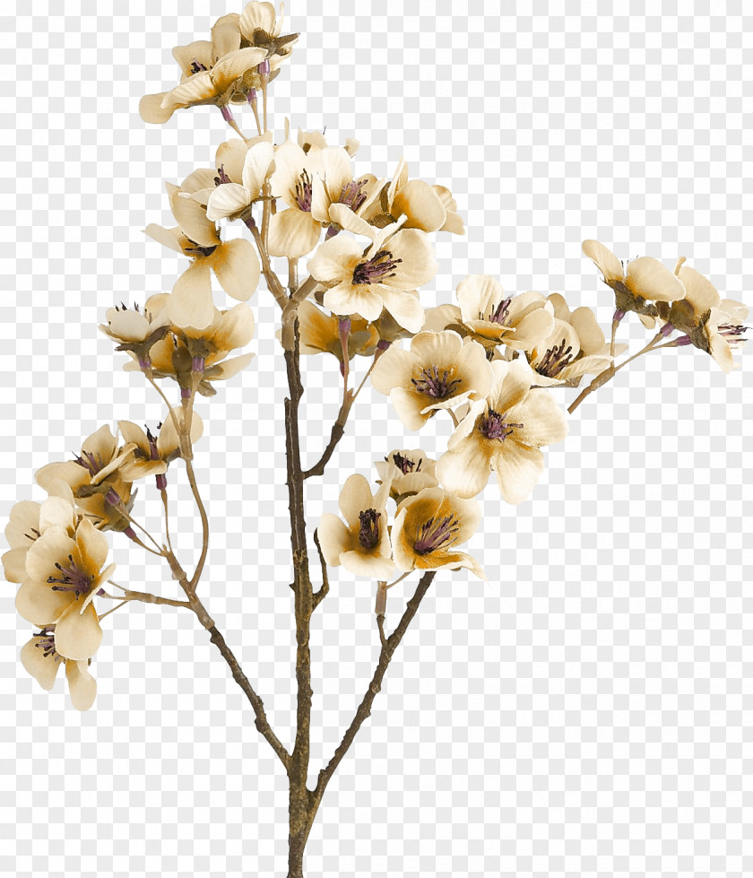 Flower Cut Flowers Brown Color PNG