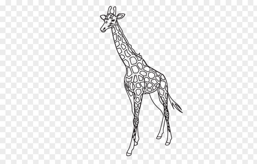 Giraffe Pattern Outline Template Lion PNG
