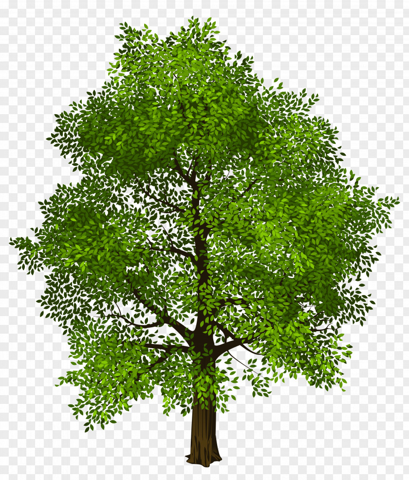 Green Tree Transparency And Translucency Clip Art PNG