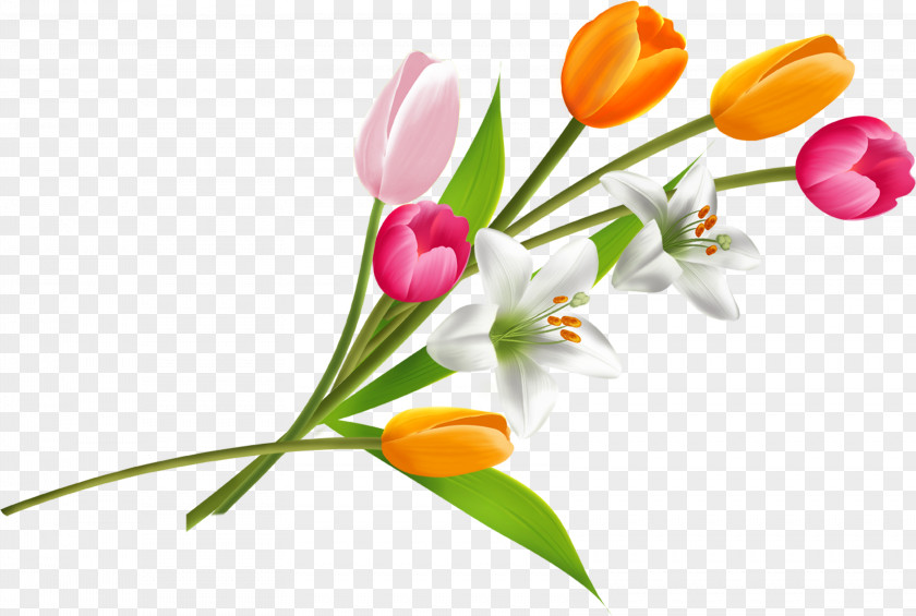 Spring Flower Bouquet Tulip PNG