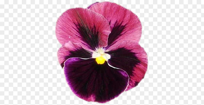 Violet Pansy Annual Plant PNG