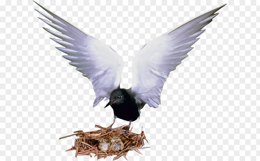 Bird Flying key Image Eurasian Magpie Egg PNG
