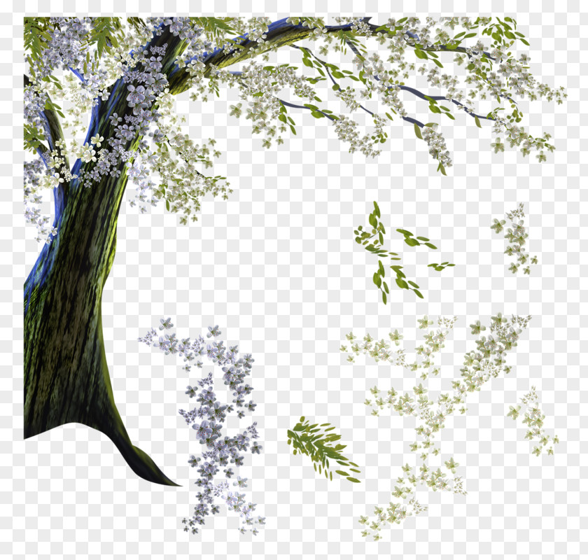 Cherry Blossom National Festival Twig Clip Art PNG
