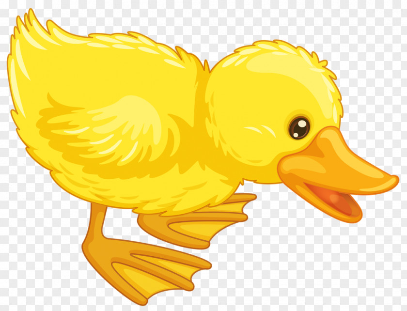 Duck Cartoon Clip Art PNG