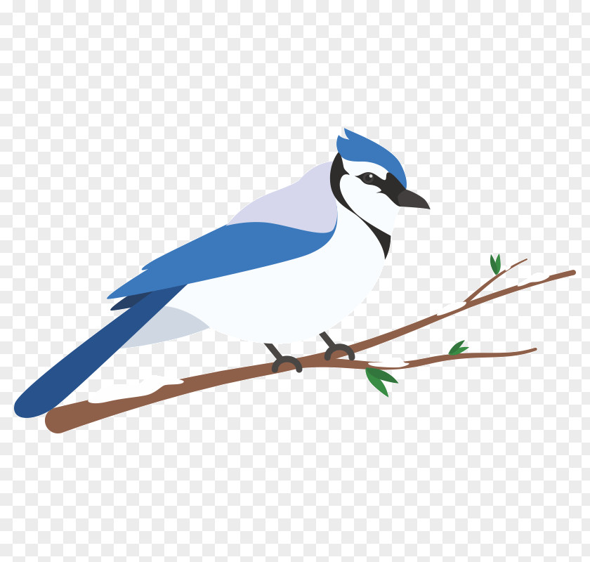 Feather Blue Jay Wren Beak Clip Art PNG