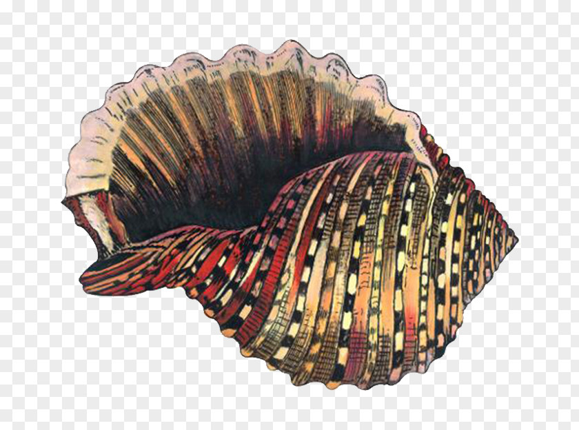 Golden Conch Shell Cockle Sea Snail Seashell PNG