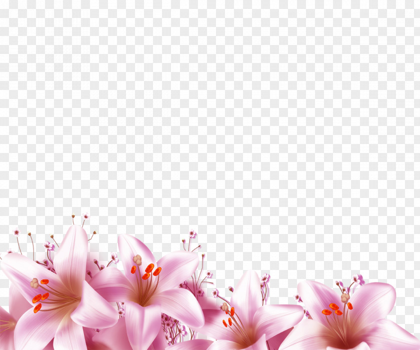 Lily Flower Download PNG