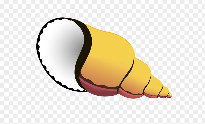 Seashell Mollusc Shell Conch Clip Art PNG