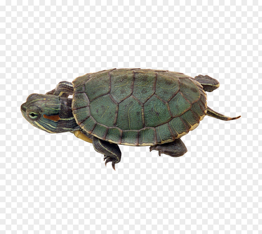 Turtle Reptile Chinese Pond Red-eared Slider Turtles In Captivity PNG