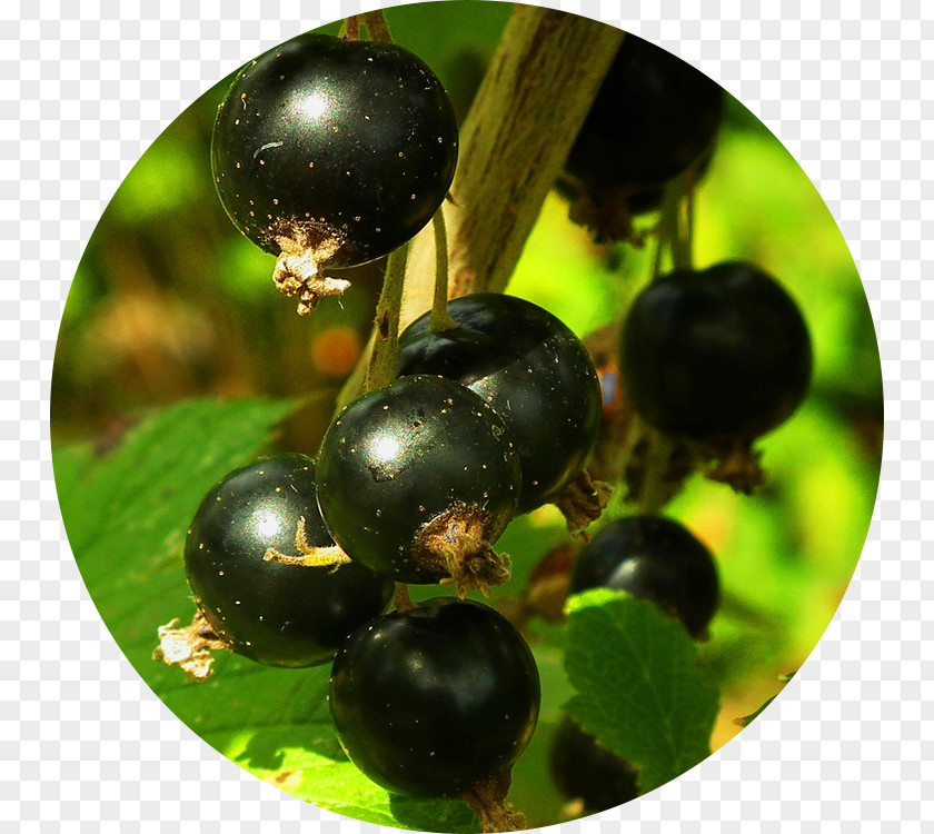 Vegetable Fruit Blackcurrant Berry Crisp Cordial PNG