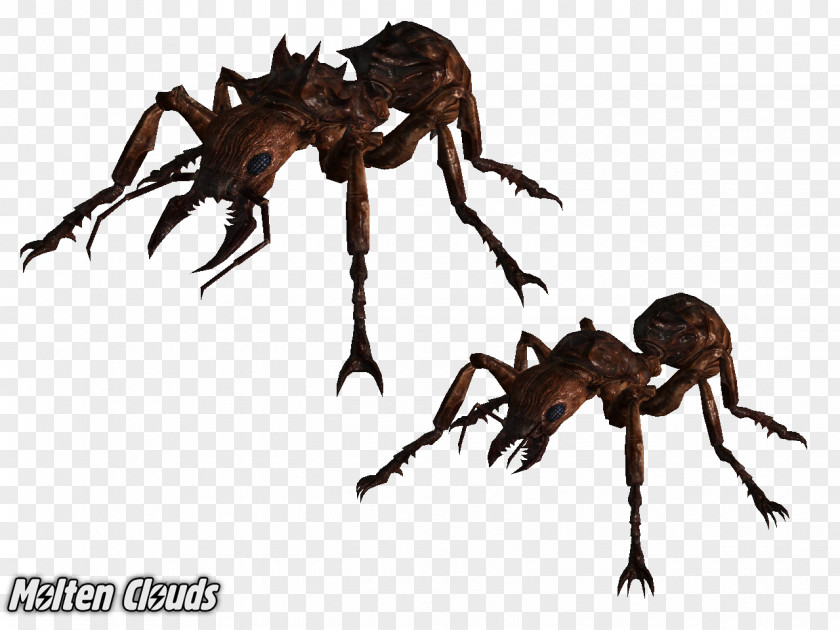 Ants Army Ant Insect Art PNG
