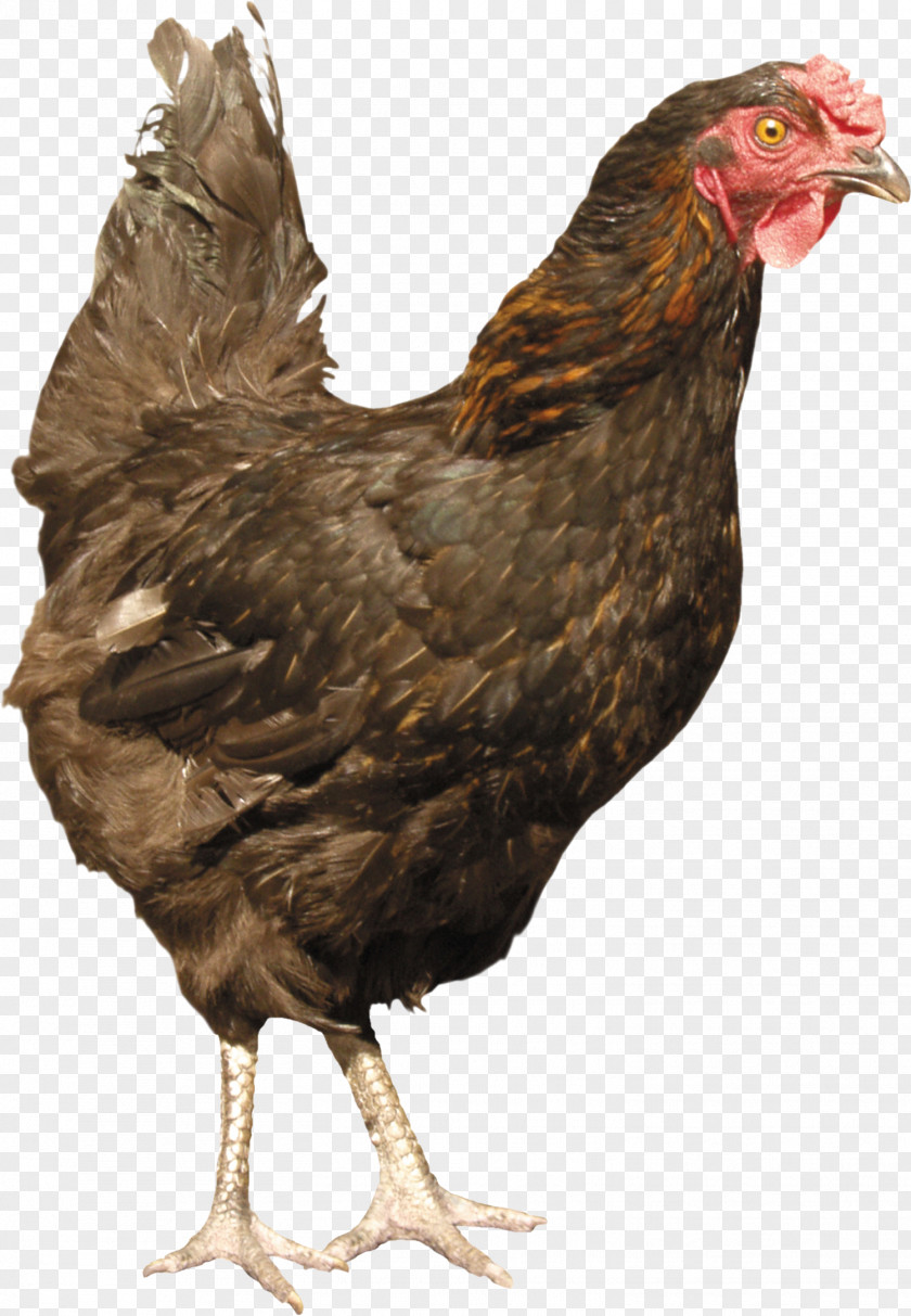 Chicken Image Silkie Poultry PNG