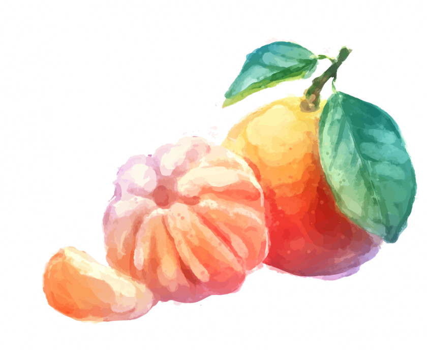 Exotic Fruits Watercolor Mandarin Orange Tangerine Juice Fruit PNG