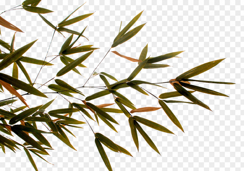 Hand-painted Bamboo Leaves Twig Leaf PNG