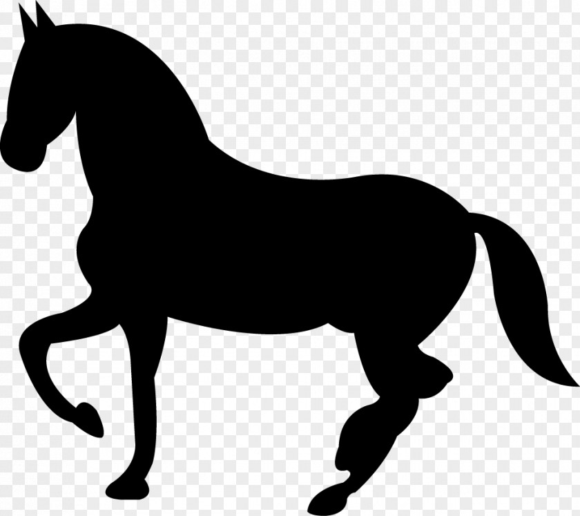Horse Colt Equestrian PNG