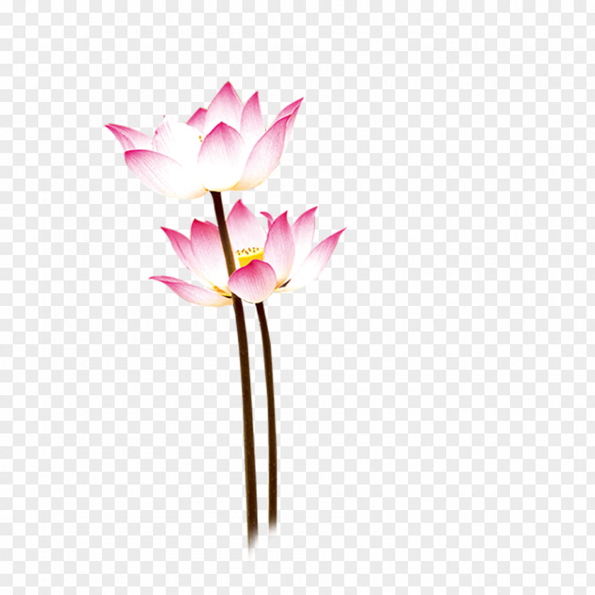 Lotus Nelumbo Nucifera Euclidean Vector Plot PNG