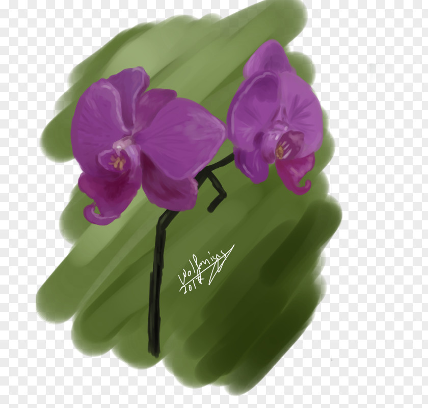 Orchids Violet Purple Lilac Magenta Moth PNG