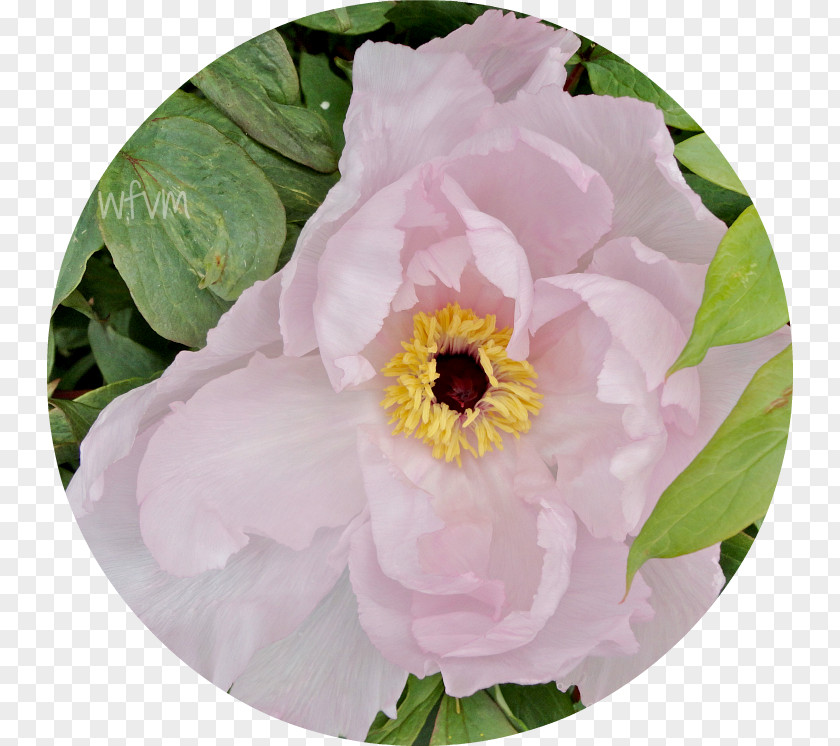 Peony Rose Family Herbaceous Plant Annual PNG