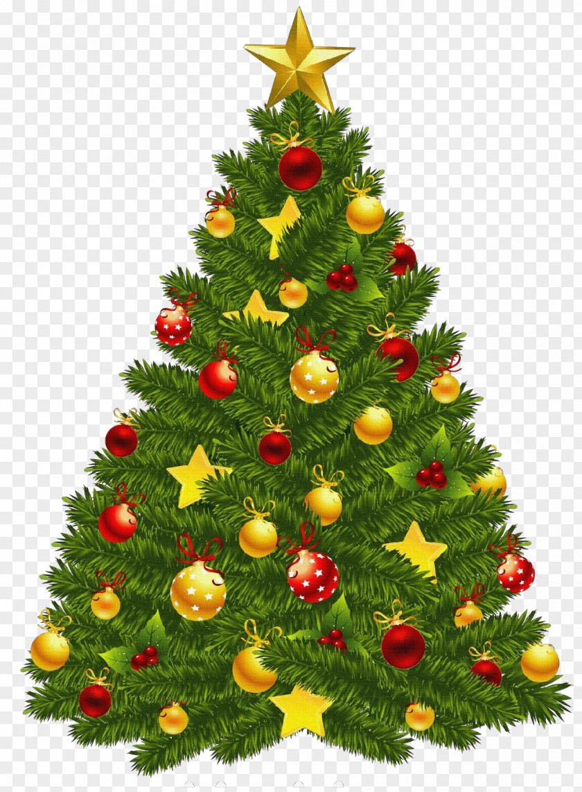Spruce Silvertip Fir Christmas Tree PNG
