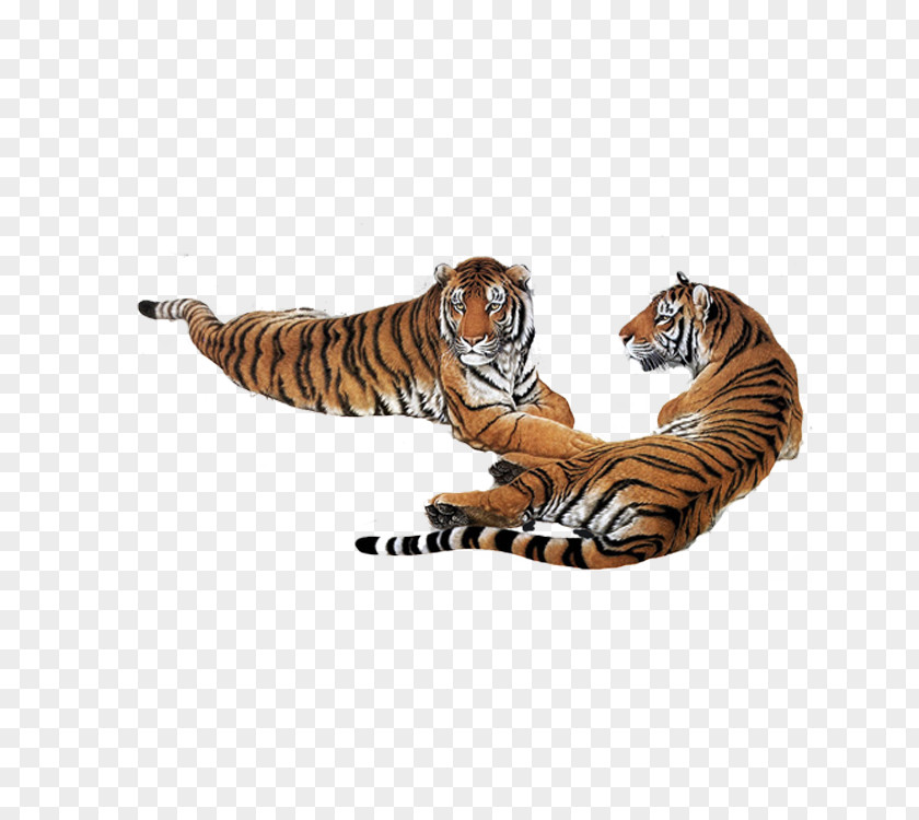 Tiger Tummy South China Siberian Google Images Download PNG