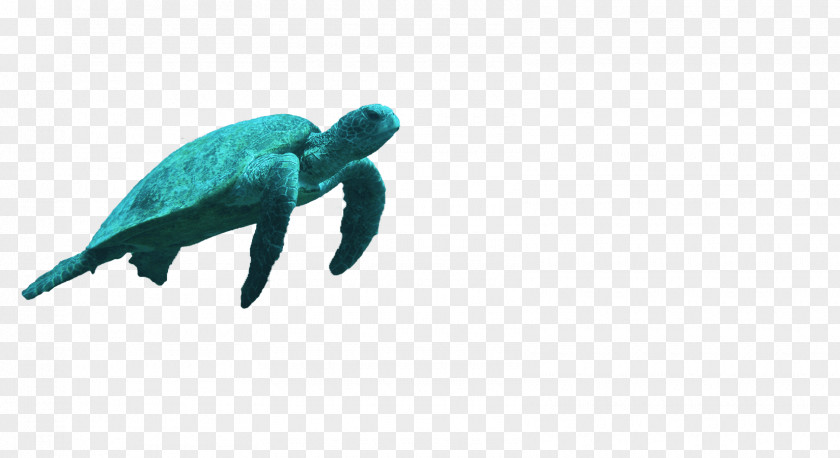 Turtle Sea Reptile Turquoise Teal PNG