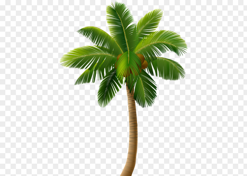 Vector Blood Palm Graphics Clip Art Trees Illustration PNG