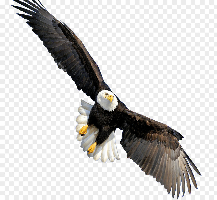 Bald Eagle Transparent Throw Pillow Beak CafePress PNG
